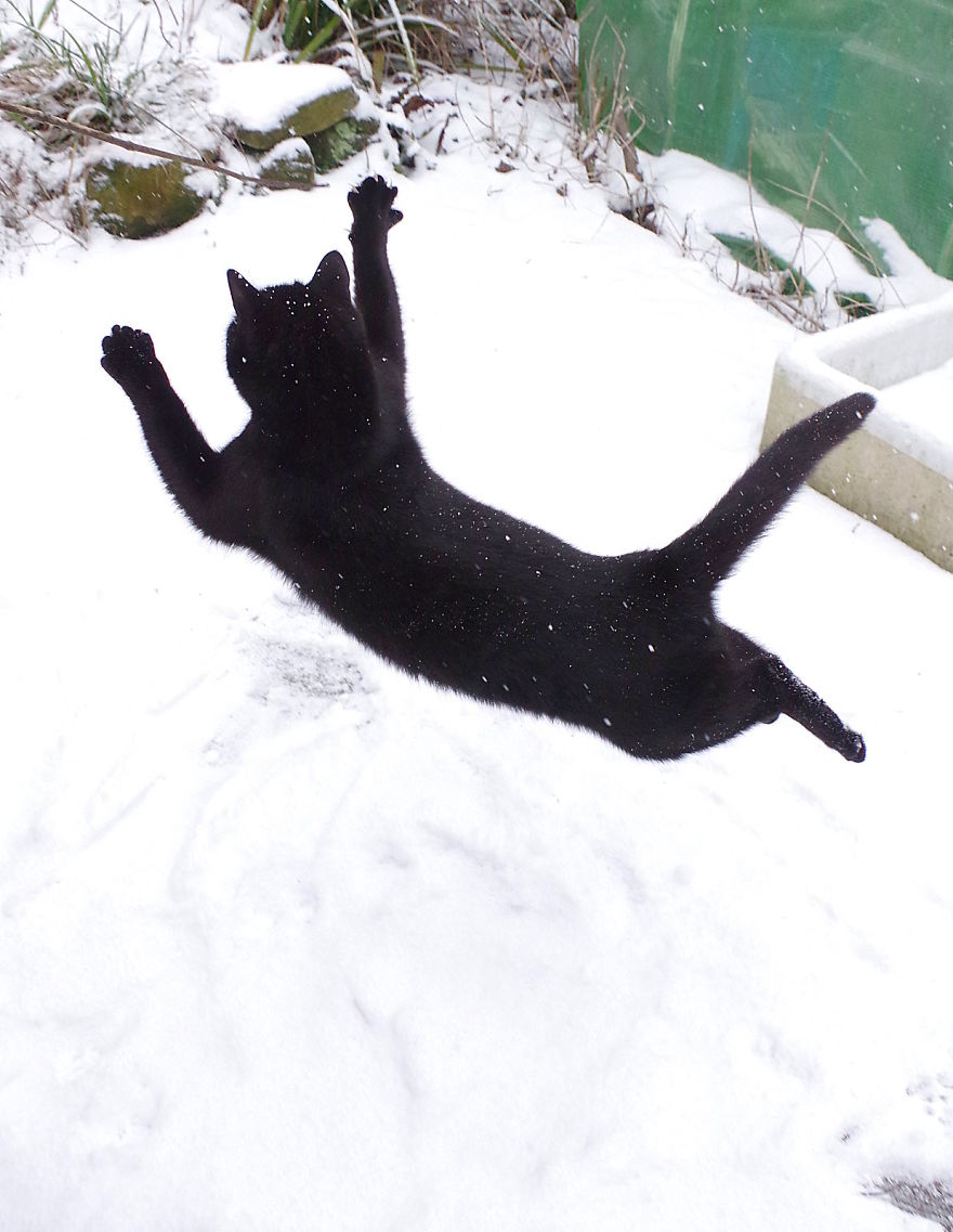 Our Neighbour's Black Cat Came To Our Garden To Play, And Went Crazy In The Snow