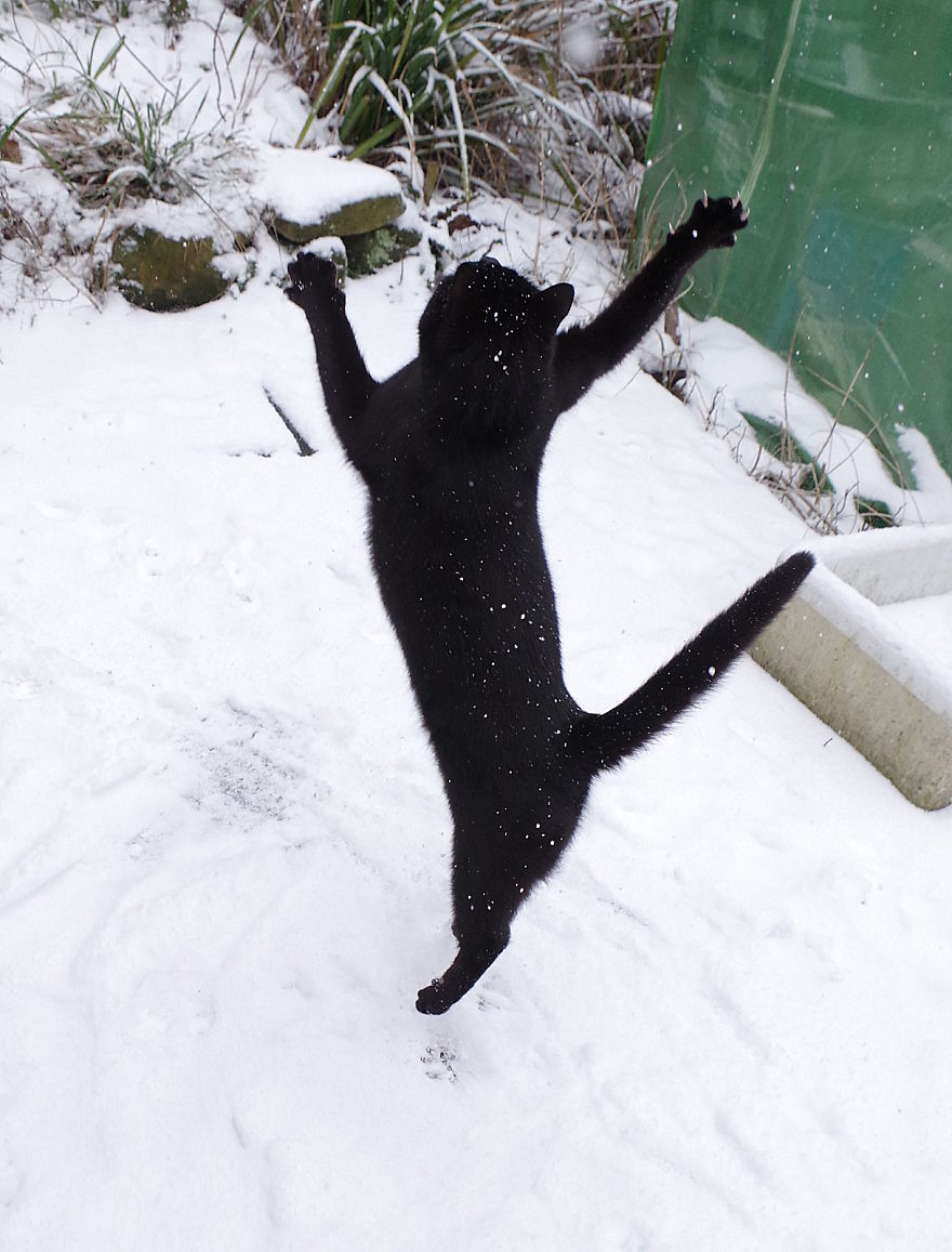 Our Neighbour's Black Cat Came To Our Garden To Play, And Went Crazy In The Snow