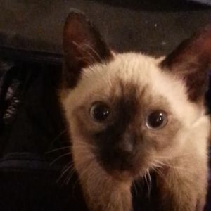 kathleenann1977 avatar