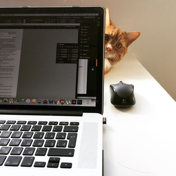 Meet Milo, My New Supervisor