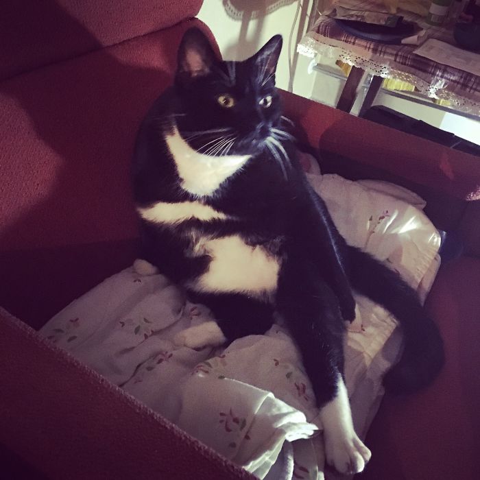 My Albert, When Animal Planet Is On