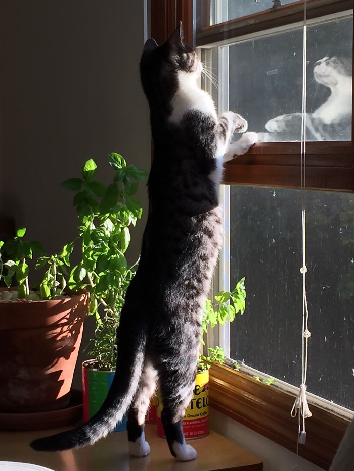 Glücklich Goes After A Bug