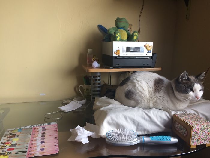 I Cought This Guy In My Pillow Once. I Usually Use It In Nights.