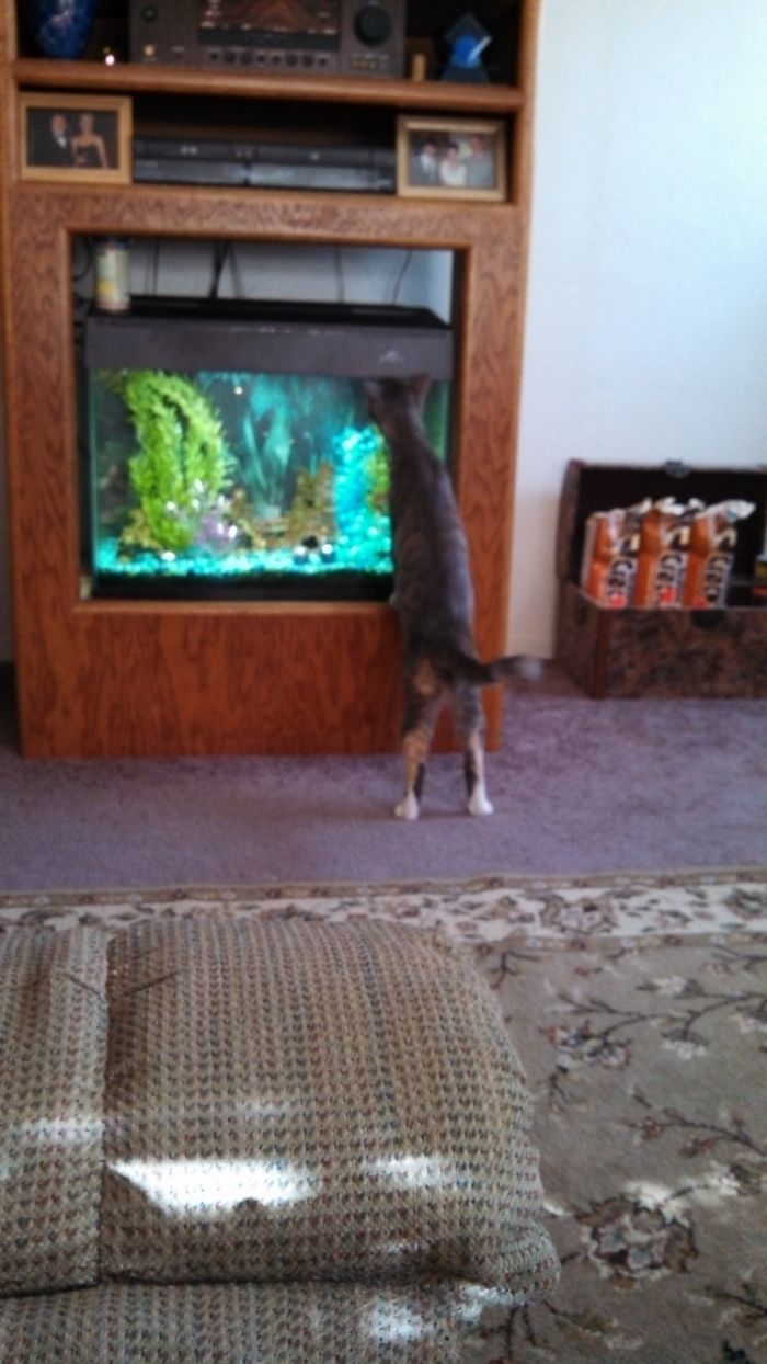 "Here, Fishy, Fishy, Fishy..."