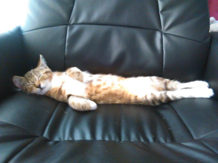 Your Spot Looks Comfortable, Hooman !