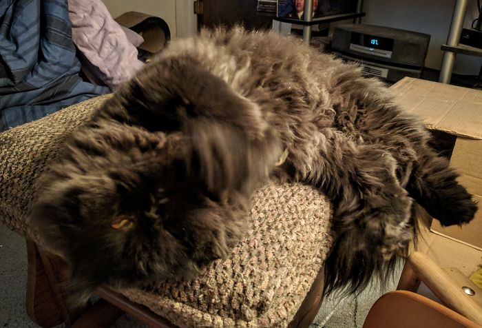 This Is Dougy's Ottoman And No One Is Allowed To Use It!