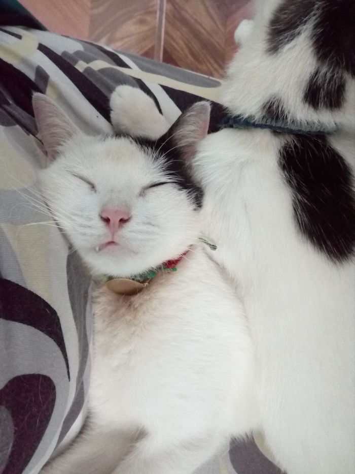 My Lap During Work...