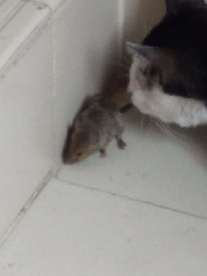 When Tom Catches Jerry