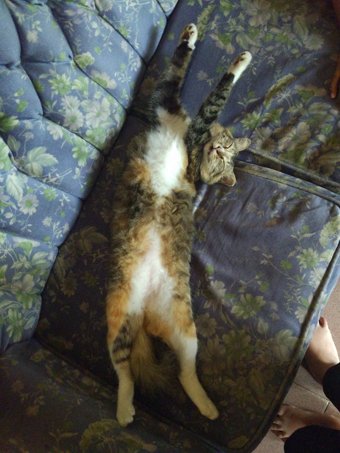 Found My Neighbor's Cat Sleeping Like This At My Sofa