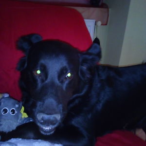 nini-184-ness avatar