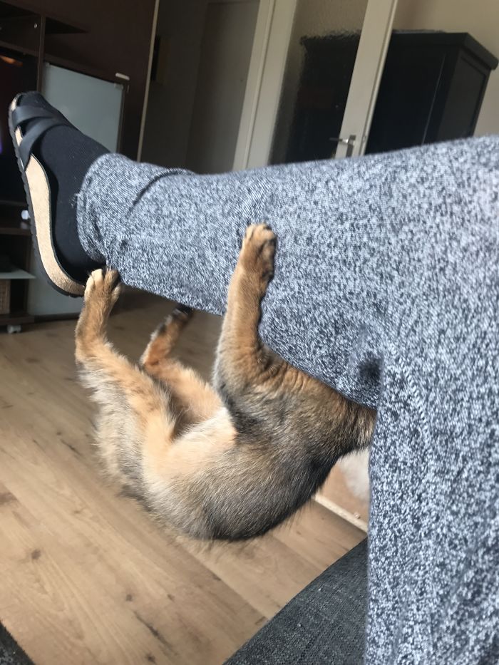 Spidercat, Spidercat, Does Whatever Realy Hurts...