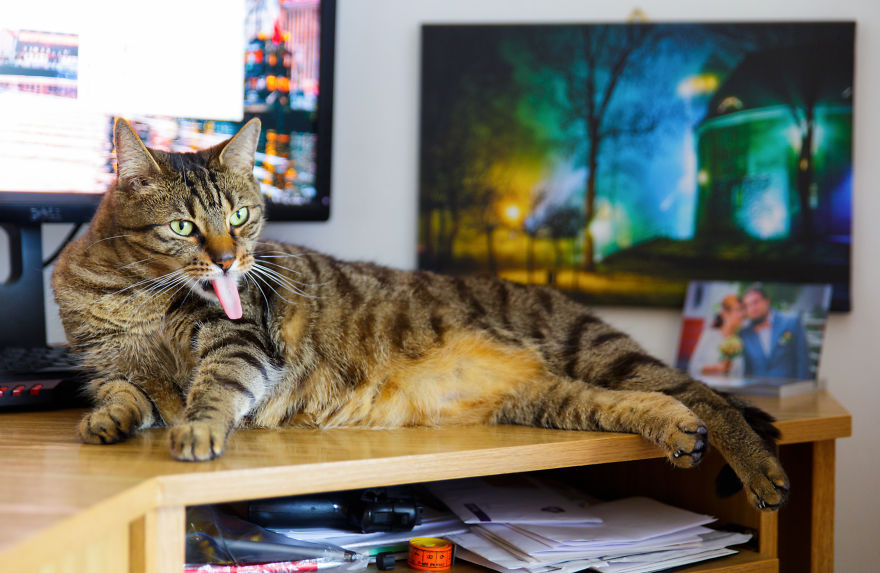 My Favourite Photos With Bobo And Nikita Cats Which I Took In Last Two Years