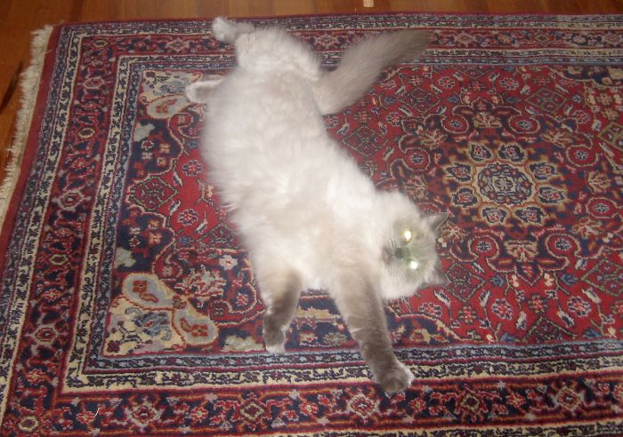 Catayana Yoga With Romeow