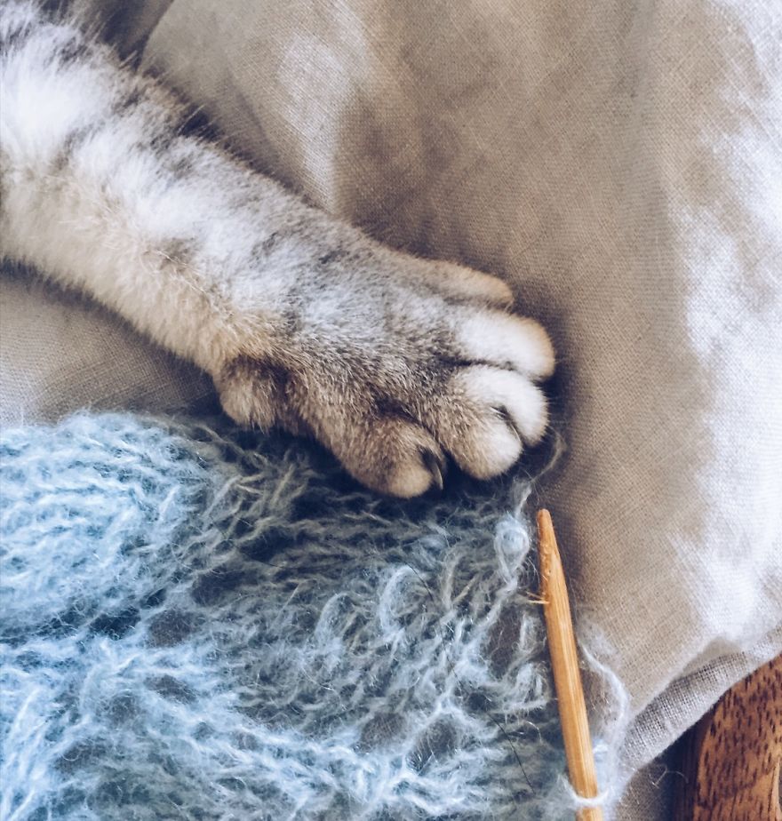 How To Get A Cat To Pose In Front Of The Camera: Start Knitting How To Get A Cat To Pose In Front Of The Camera: Start Knitting