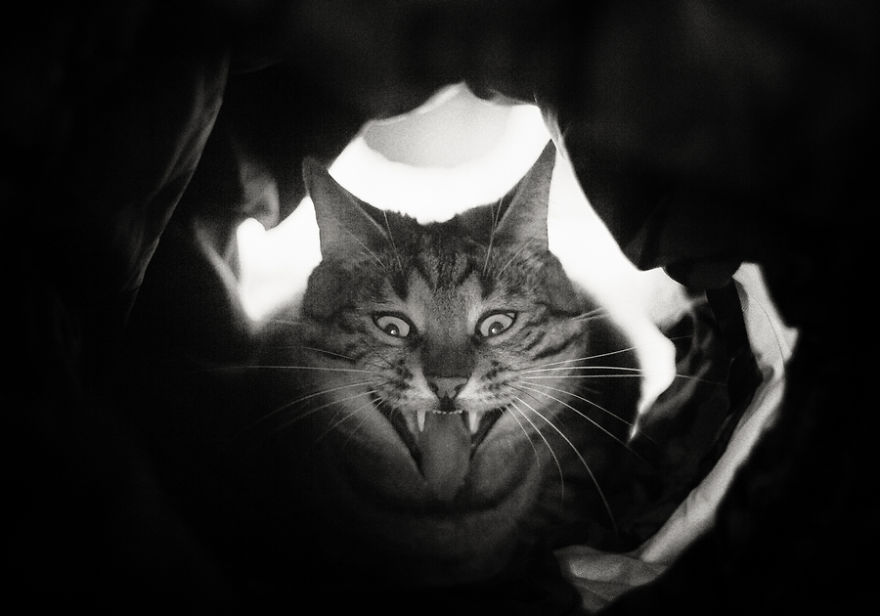 My Favourite Photos With Bobo And Nikita Cats Which I Took In Last Two Years