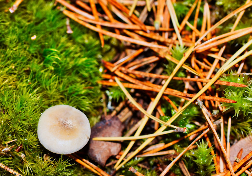I Take Pictures Of Funky Fungi