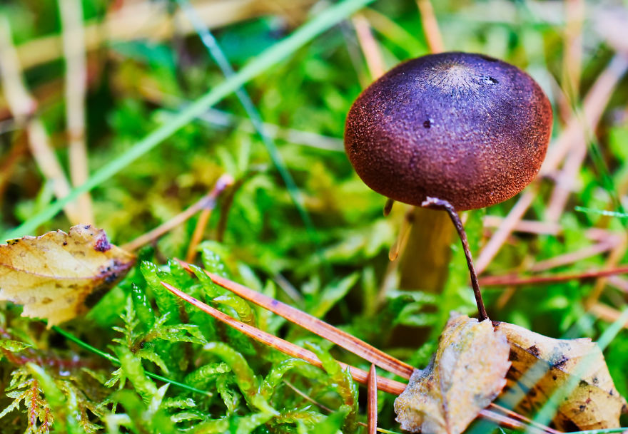 I Take Pictures Of Funky Fungi I Take Pictures Of Funky Fungi