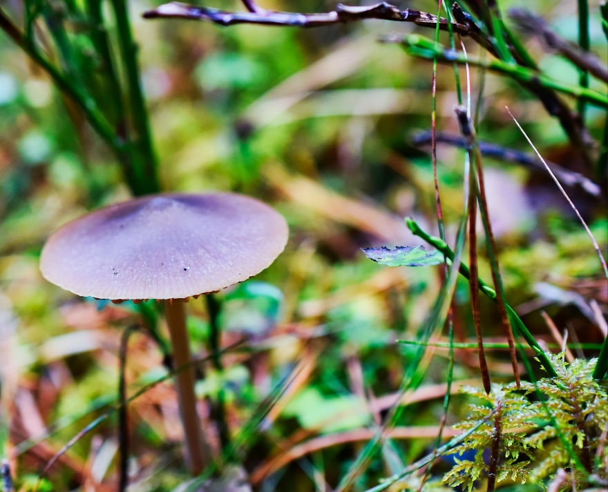 I Take Pictures Of Funky Fungi