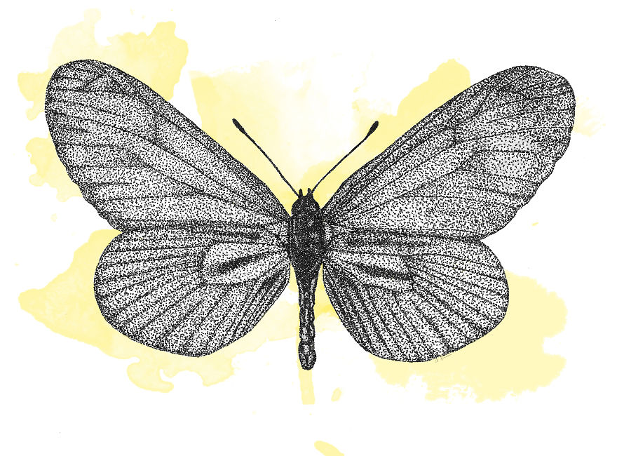 Immortalizing The Most Mortal Of Animals: How I Use My Pen To Keep Species Alive