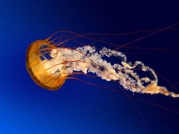 Jellyfish-5ab2f75f2f61f.jpg
