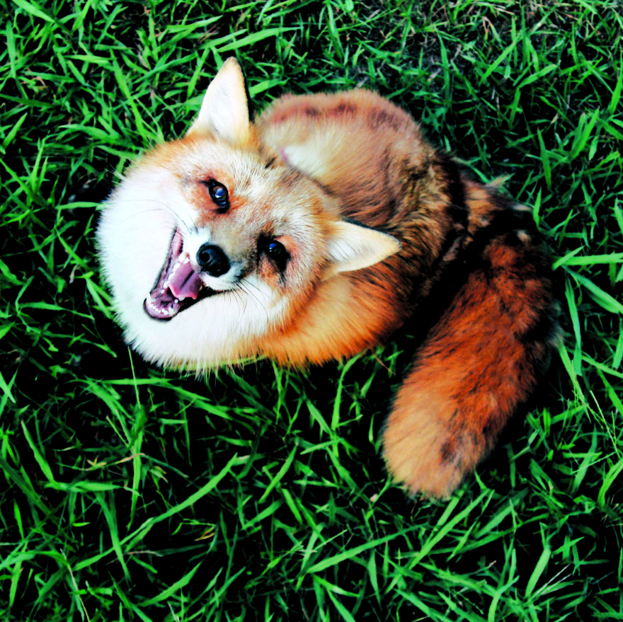 Here's What It's Like To Live With Juniper The World's Happiest Fox