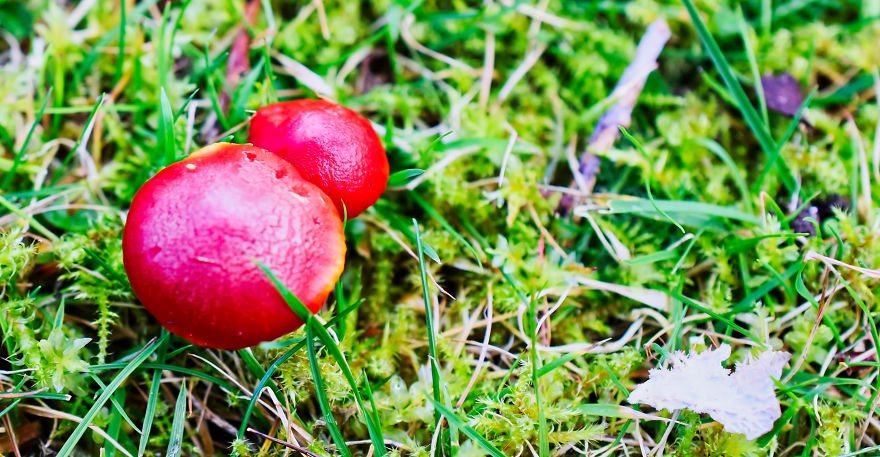 I Take Pictures Of Funky Fungi I Take Pictures Of Funky Fungi