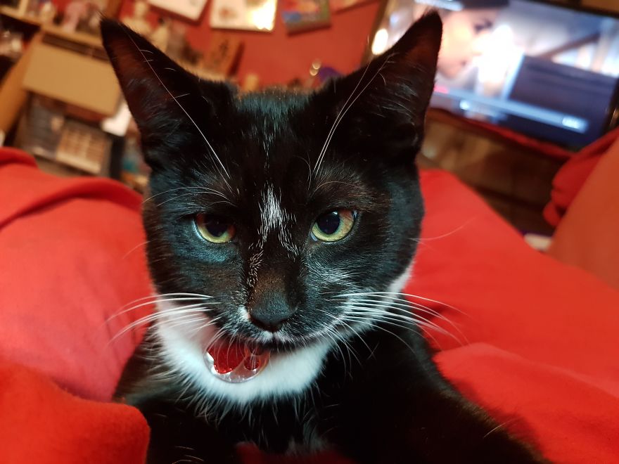 Loki & Thor Loki & Thor