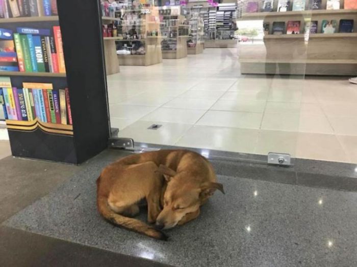 Stray Dog Steals Book From Bookstore, Goes Viral After They Notice Which Book Is Missing Stray Dog Steals Book From Bookstore, Goes Viral After They Notice Which Book Is Missing