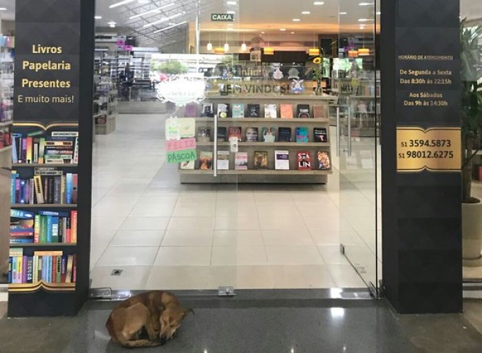 Stray Dog Steals Book From Bookstore, Goes Viral After They Notice Which Book Is Missing Stray Dog Steals Book From Bookstore, Goes Viral After They Notice Which Book Is Missing
