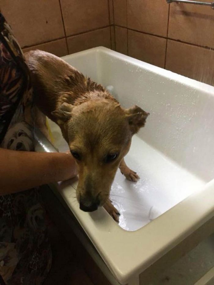 Stray Dog Steals Book From Bookstore, Goes Viral After They Notice Which Book Is Missing