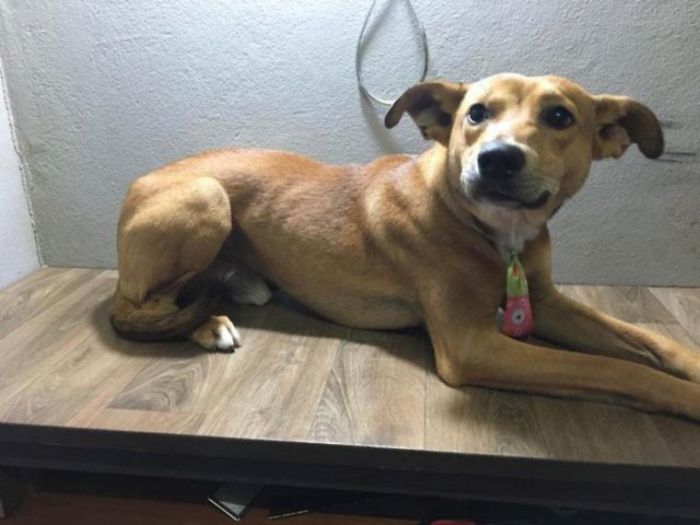 Stray Dog Steals Book From Bookstore, Goes Viral After They Notice Which Book Is Missing Stray Dog Steals Book From Bookstore, Goes Viral After They Notice Which Book Is Missing