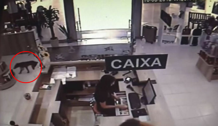 Stray Dog Steals Book From Bookstore, Goes Viral After They Notice Which Book Is Missing Stray Dog Steals Book From Bookstore, Goes Viral After They Notice Which Book Is Missing