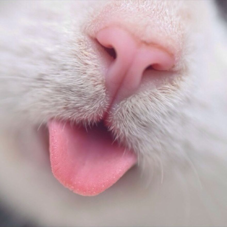 Cat-Noses-Macro-Photography
