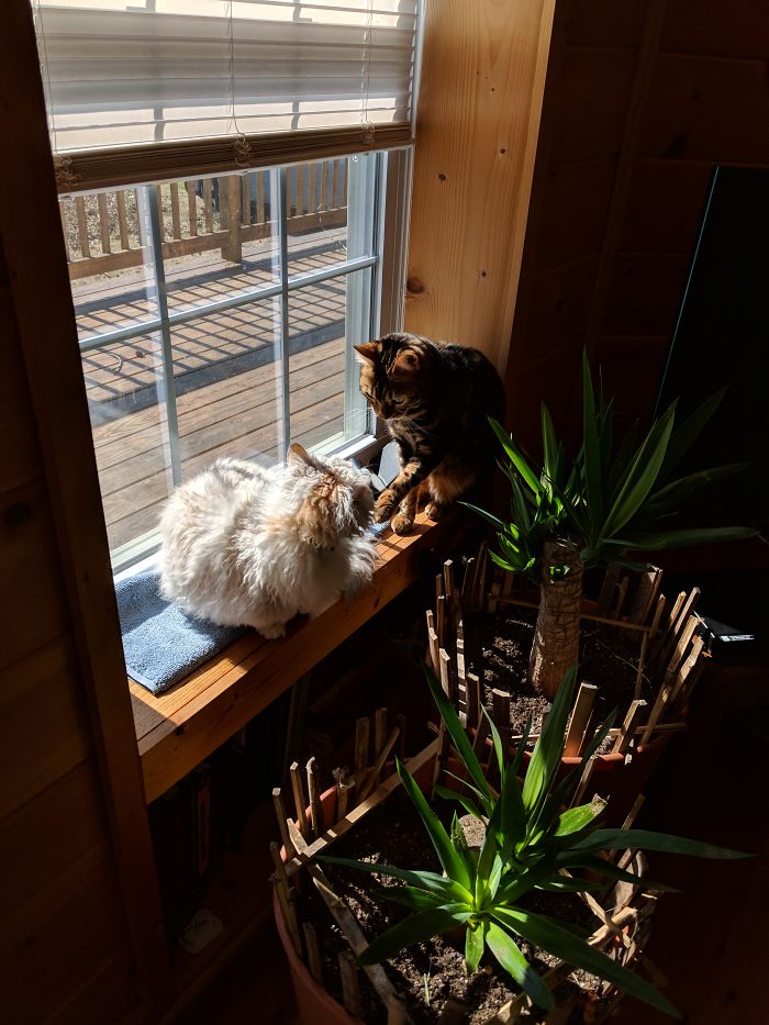 The Fluffy One Doesn't Want To Play. So She Hissed At Him And Ran.