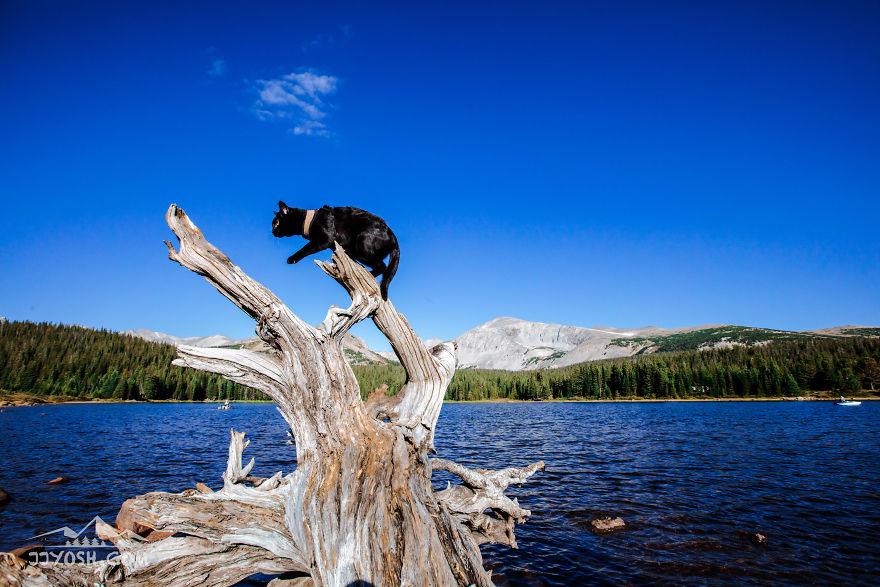 Meet Simon, Who Has Been Traveling With His Human For Two Years