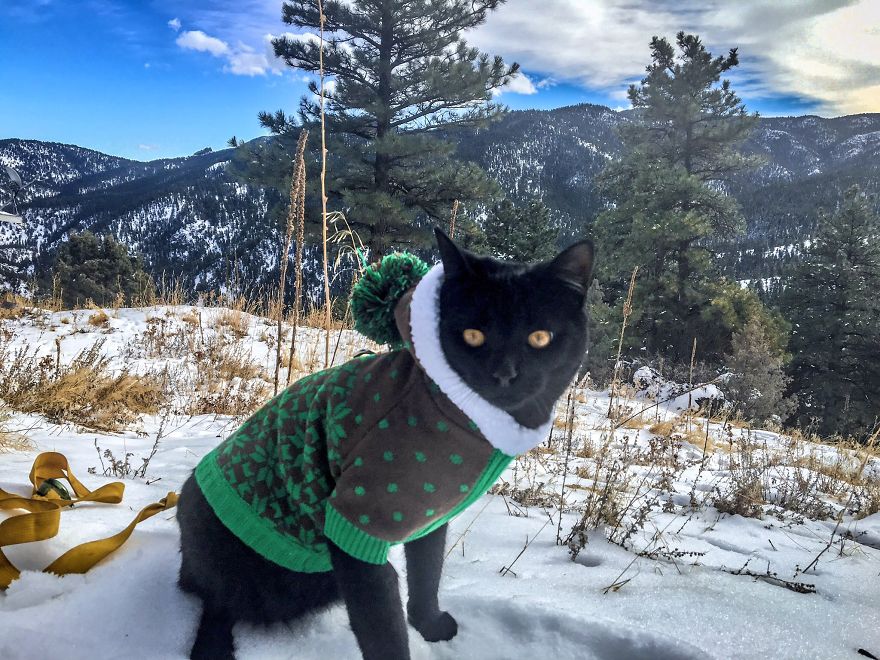 Meet Simon, Who Has Been Traveling With His Human For Two Years