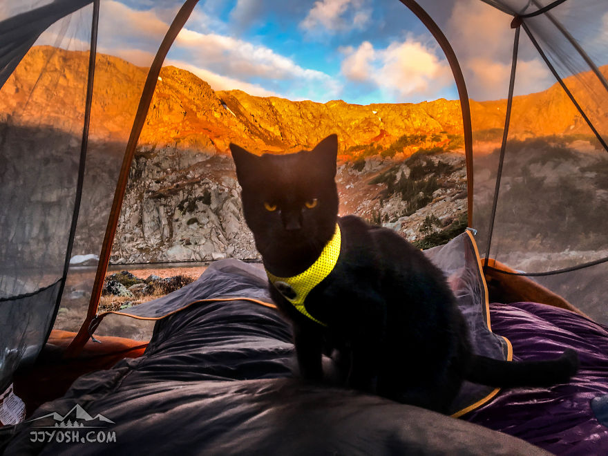 Meet Simon, Who Has Been Traveling With His Human For Two Years Meet Simon, Who Has Been Traveling With His Human For Two Years