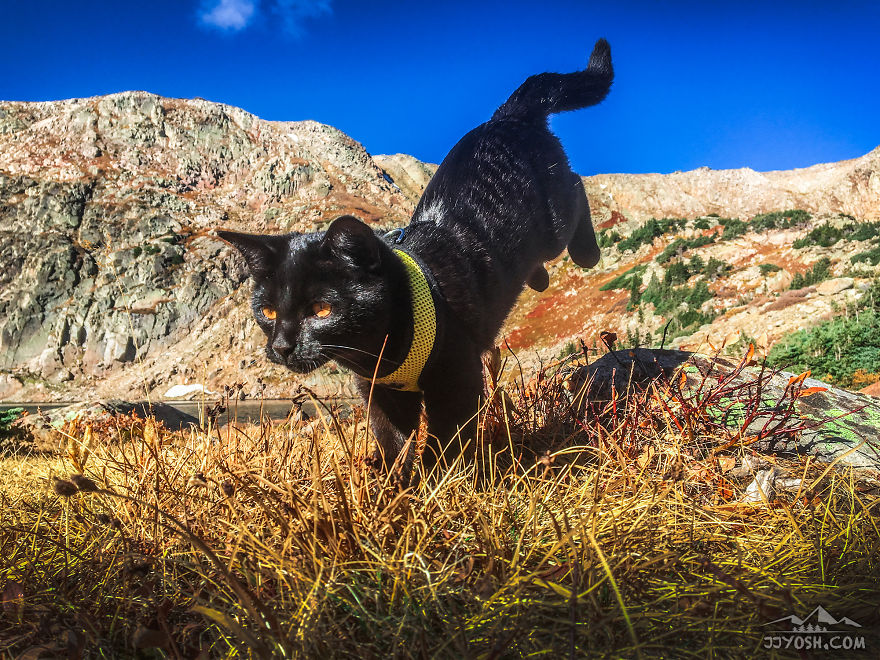 Meet Simon, Who Has Been Traveling With His Human For Two Years