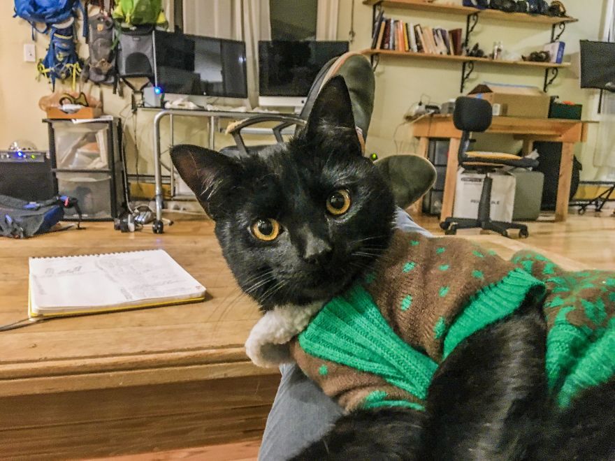 Meet Simon, Who Has Been Traveling With His Human For Two Years