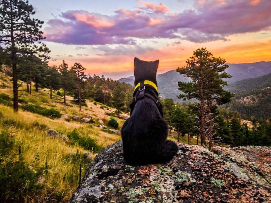 Meet Simon, Who Has Been Traveling With His Human For Two Years