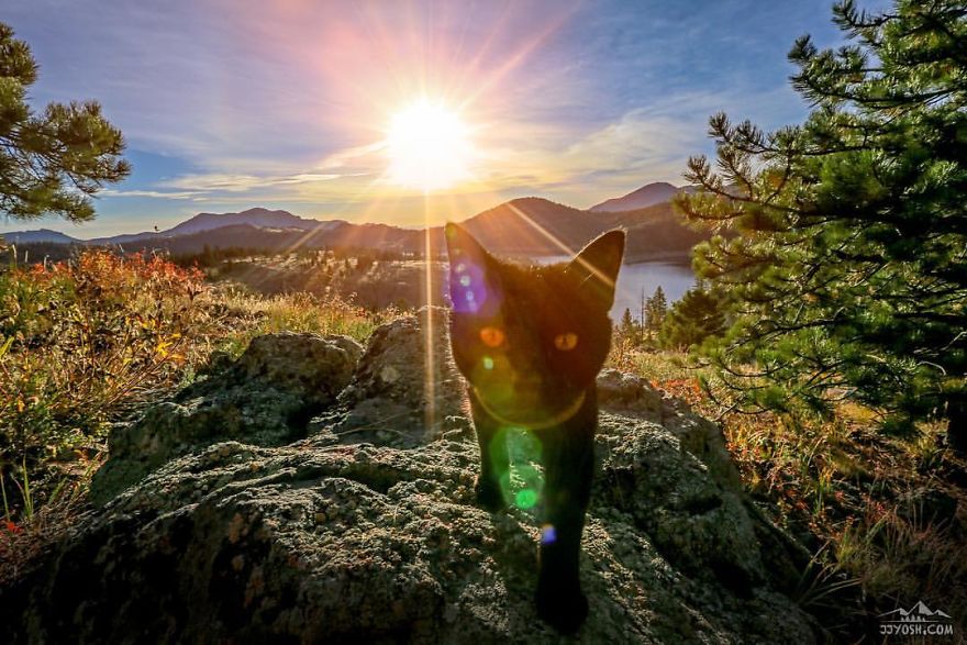 Meet Simon, Who Has Been Traveling With His Human For Two Years