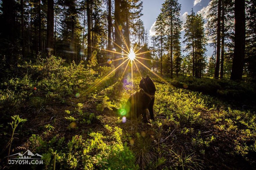 Meet Simon, Who Has Been Traveling With His Human For Two Years