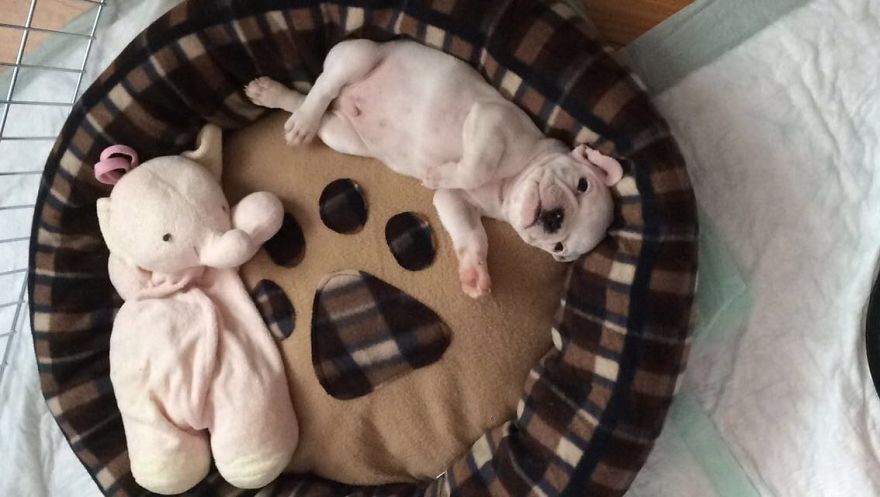 Meet Edgar, My Hyperactive Frenchie Meet Edgar, My Hyperactive Frenchie