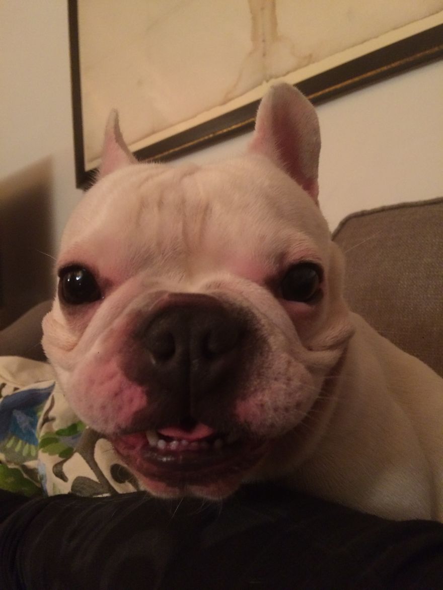 Meet Edgar, My Hyperactive Frenchie