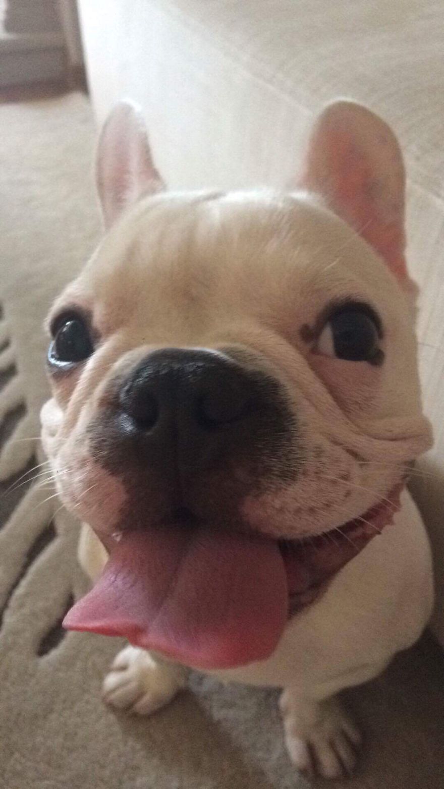 Meet Edgar, My Hyperactive Frenchie