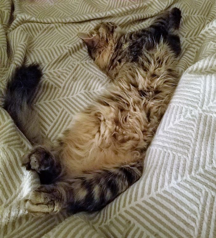 Morty Von Buttfedora