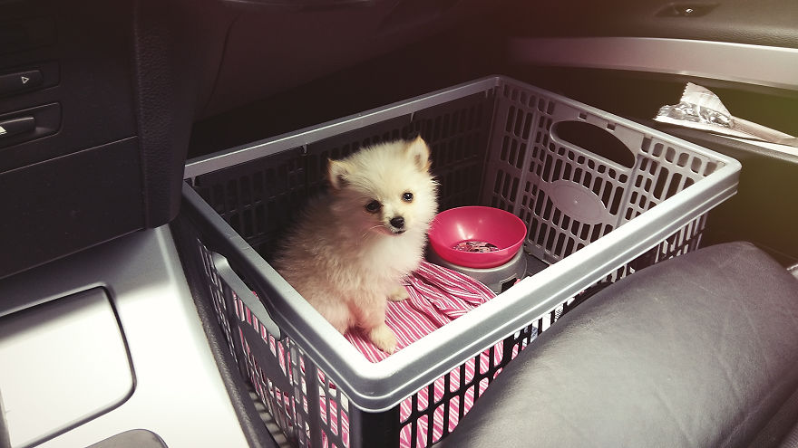 My Hero: Puppy - The Hungarian Dog My Hero: Puppy - The Hungarian Dog