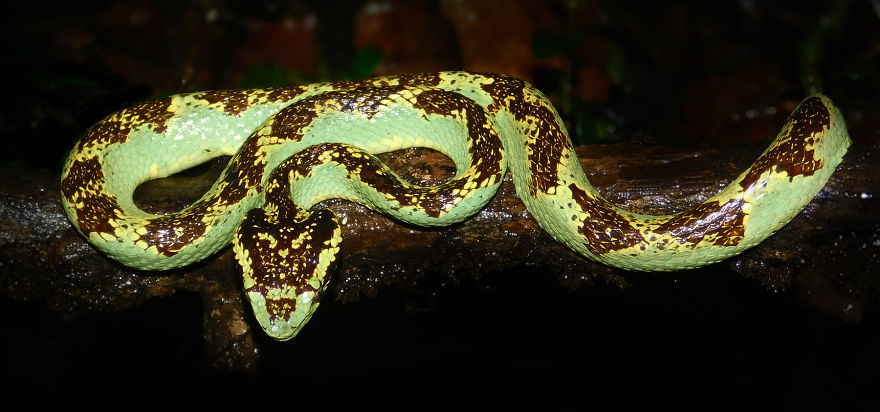 My Macro Photography Tour To Amboli My Macro Photography Tour To Amboli