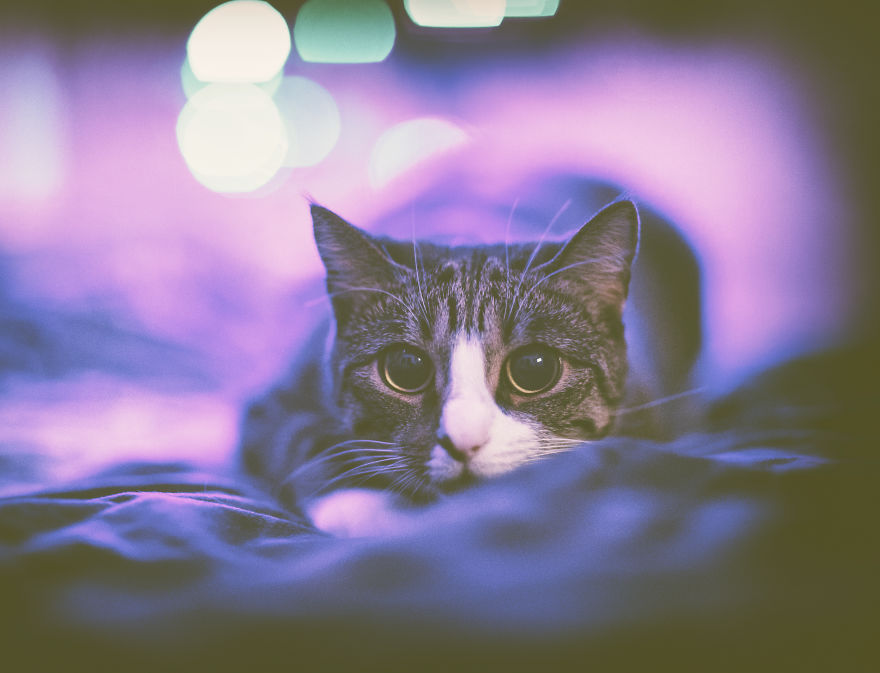 My Favourite Photos With Bobo And Nikita Cats Which I Took In Last Two Years