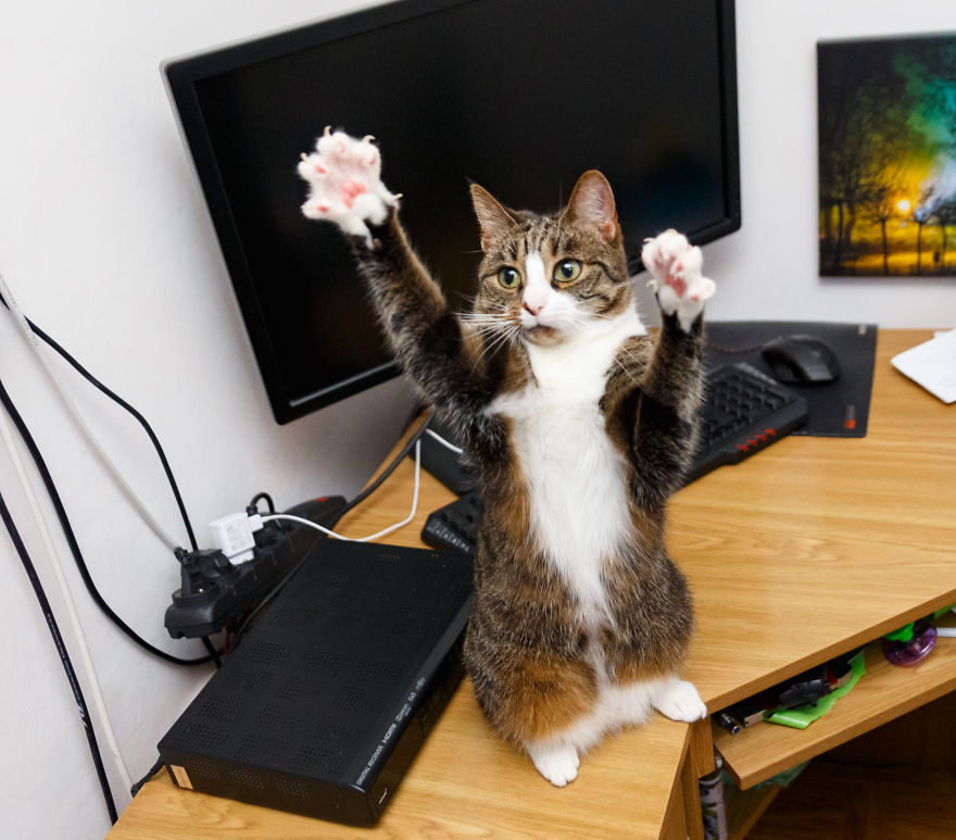 My Favourite Photos With Bobo And Nikita Cats Which I Took In Last Two Years